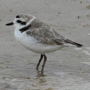 Snowy Plover