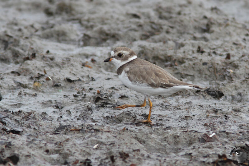 Semipalmated Ploveradult, identification