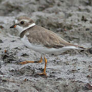 Semipalmated Plover