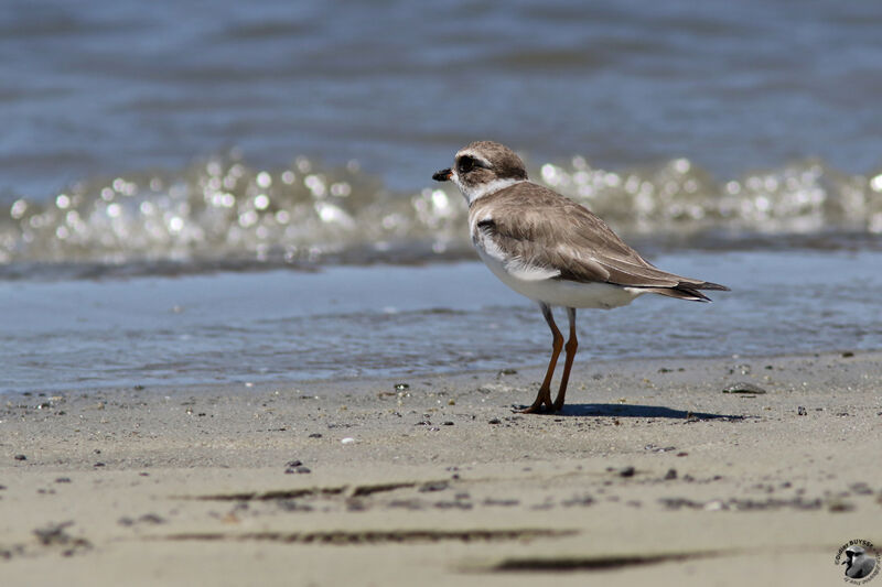 Semipalmated Ploversubadult, identification