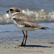 Semipalmated Plover