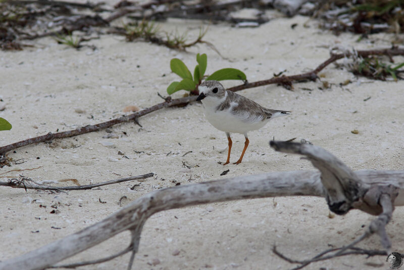 Piping Ploveradult post breeding, identification