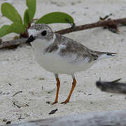 Piping Plover