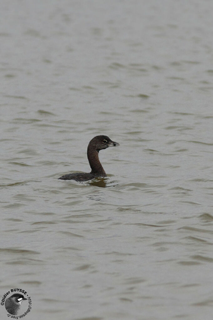 Grèbe à bec bigarréimmature, identification