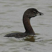 Pied-billed Grebe