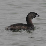 Pied-billed Grebe