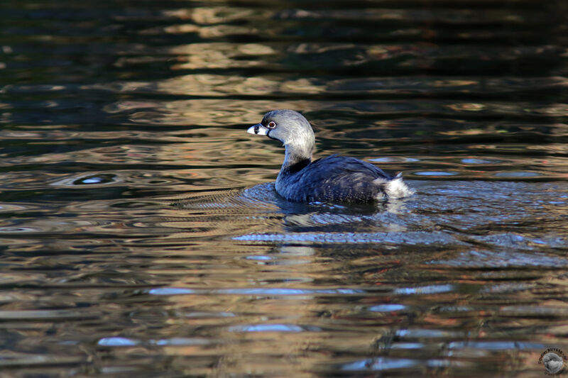 Pied-billed Grebeadult, identification