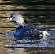 Pied-billed Grebe