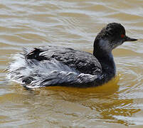 Black-necked Grebe