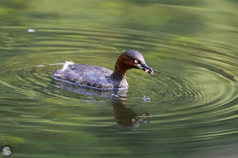 Little Grebeadult, identification, fishing/hunting, eats