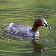 Little Grebe