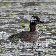 White-tufted Grebe