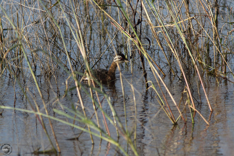 White-tufted Grebeadult