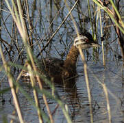 White-tufted Grebe