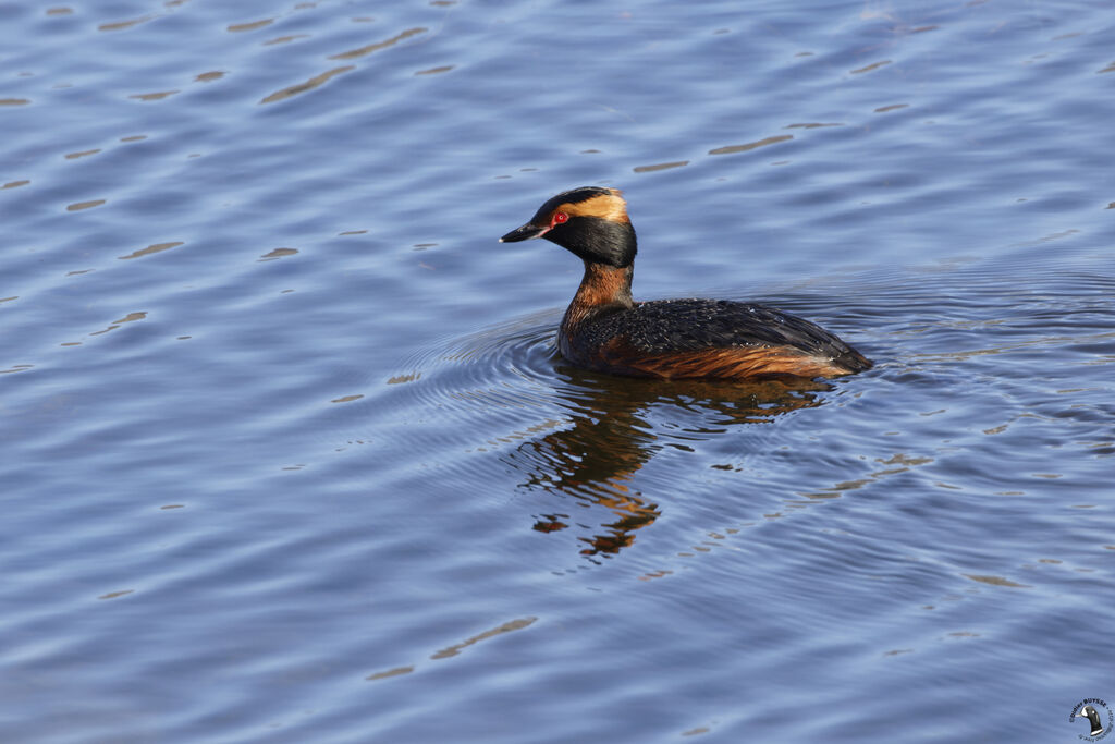 Horned Grebeadult breeding, swimming