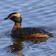 Horned Grebe