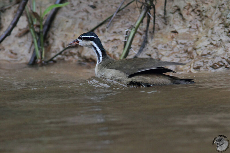 Sungrebeadult, identification