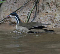 Sungrebe