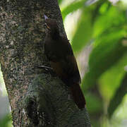 Tawny-winged Woodcreeper