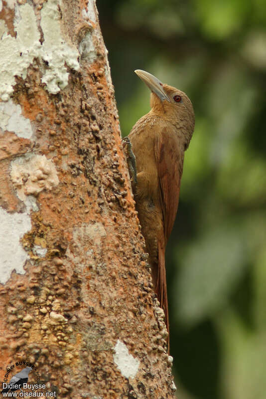 Cinnamon-throated Woodcreeperadult, identification