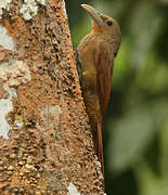 Cinnamon-throated Woodcreeper