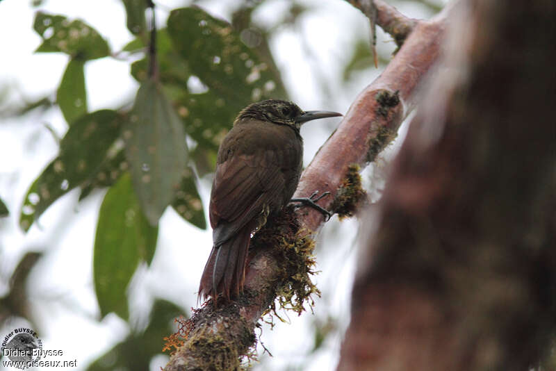 Olive-backed Woodcreeperadult, habitat, pigmentation, Behaviour