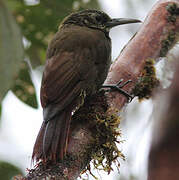 Olive-backed Woodcreeper