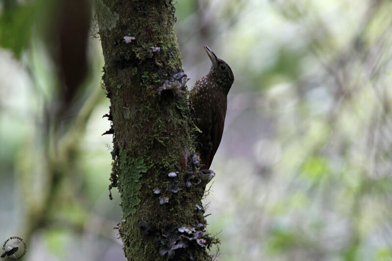 Olive-backed Woodcreeperadult, identification