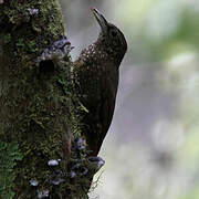 Olive-backed Woodcreeper