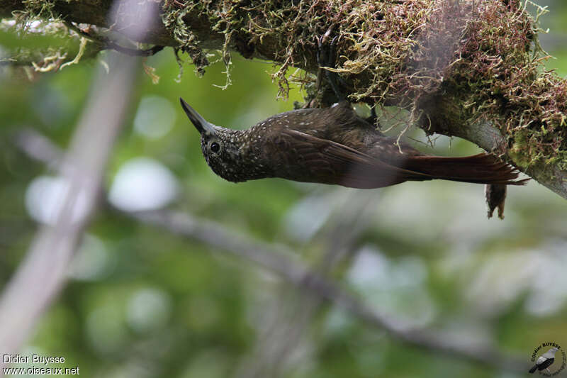 Olive-backed Woodcreeperadult, identification