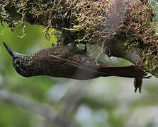 Olive-backed Woodcreeper