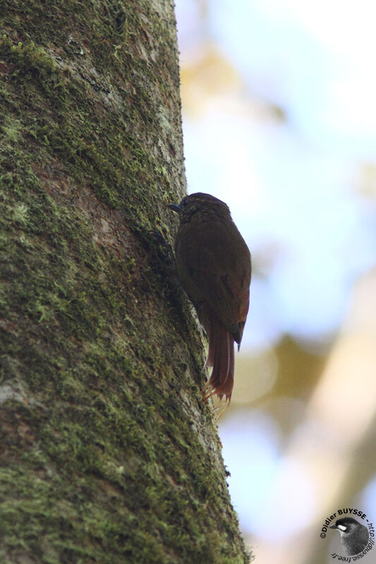 Wedge-billed Woodcreeperadult, identification