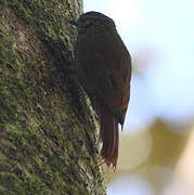 Wedge-billed Woodcreeper