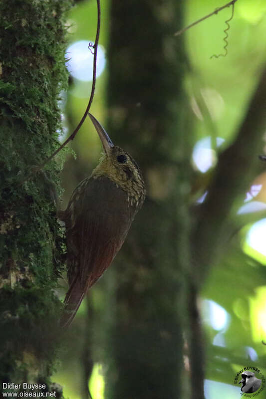 Lesser Woodcreeperadult, identification