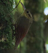 Lesser Woodcreeper