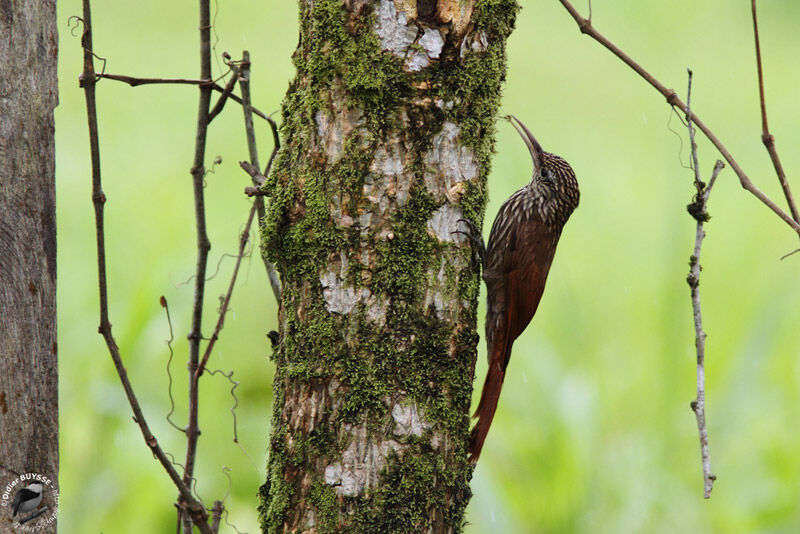 Streak-headed Woodcreeperadult, identification, Behaviour