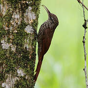 Streak-headed Woodcreeper