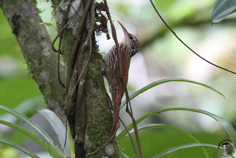 Streak-headed Woodcreeperadult, identification