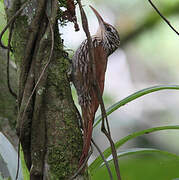 Streak-headed Woodcreeper