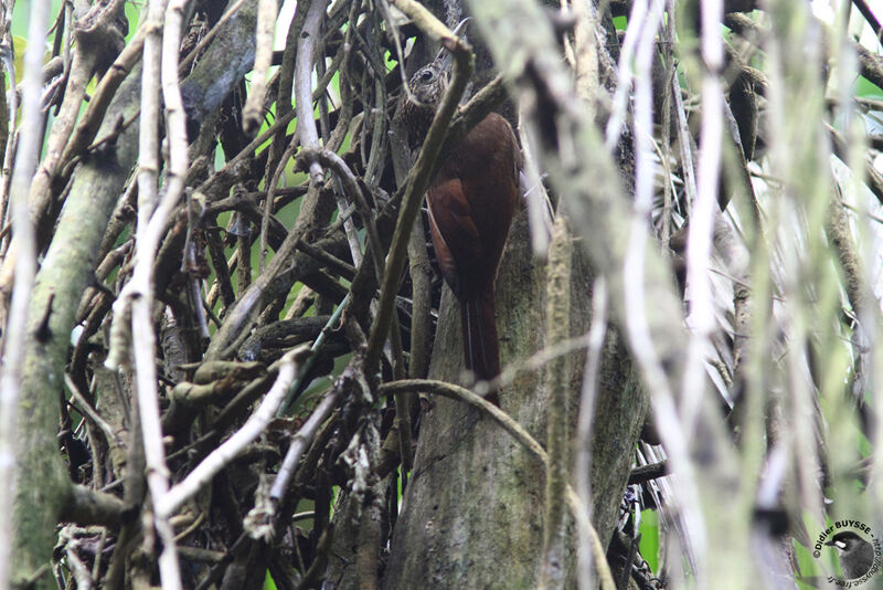 Buff-throated Woodcreeperadult, identification