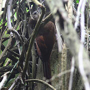 Buff-throated Woodcreeper