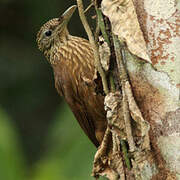 Buff-throated Woodcreeper