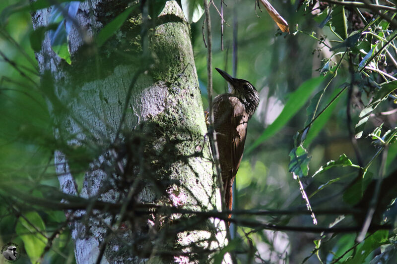 Planalto Woodcreeperadult, identification