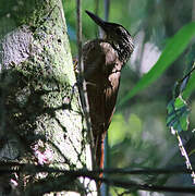 Planalto Woodcreeper