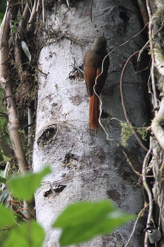 Olivaceous Woodcreeperadult, identification