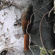 Olivaceous Woodcreeper