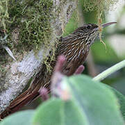 Montane Woodcreeper