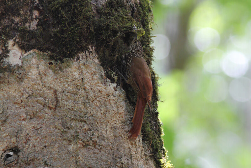 Spot-crowned Woodcreeperadult, identification