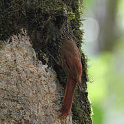 Spot-crowned Woodcreeper