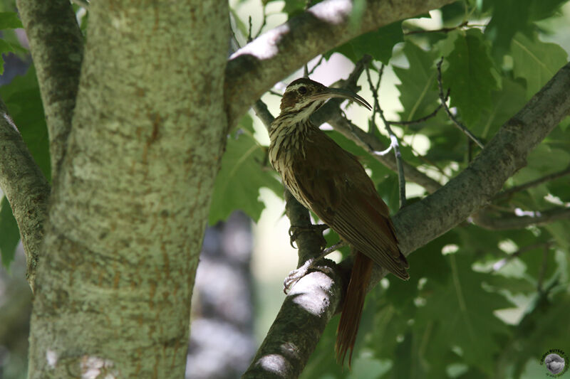 Scimitar-billed Woodcreeperadult, identification